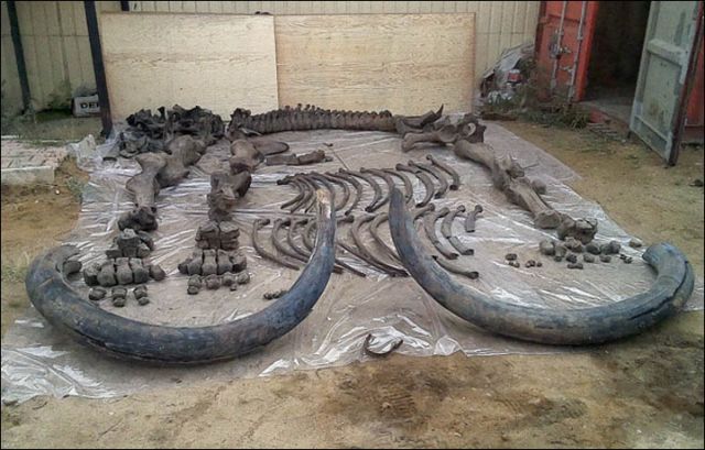 The steppe mammoth was discovered in Yakutia!
