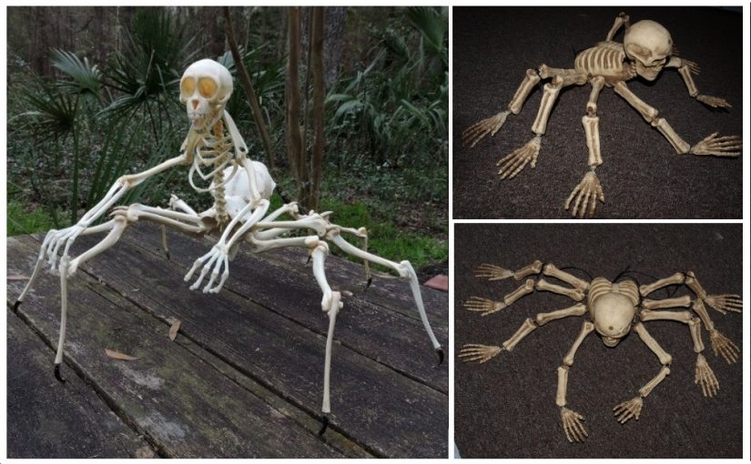 The strange creatures: spider. Skeleton arachnid with real bones. Did he ever live?