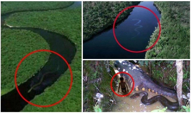 Video: 85 meter Amazonian anacondas: are real?