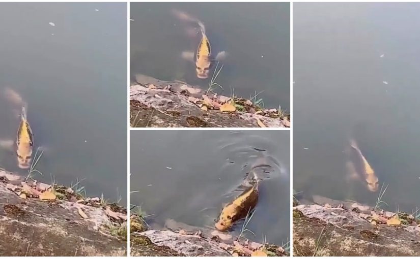 Photo and Video :Bizarre video shows the carp, with a resemblance to a man’s face, nose, mouth, and eyes, not to be dismissed.