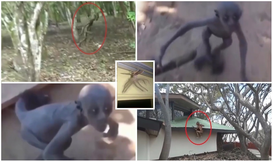 Photos and Videos: Mystery Creature Caught on Tape – Alien or Rare and Creepy Creature Captured?